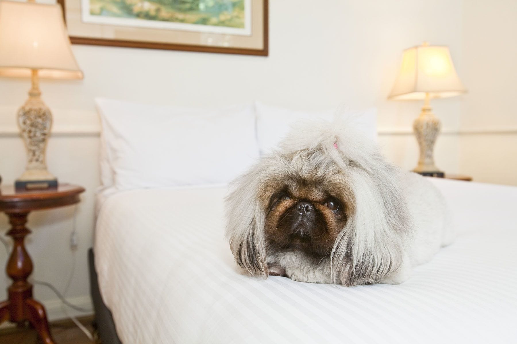 Ein Bett, auf dem ein Hund liegt, eine Lampe daneben und ein Bild an der Wand.