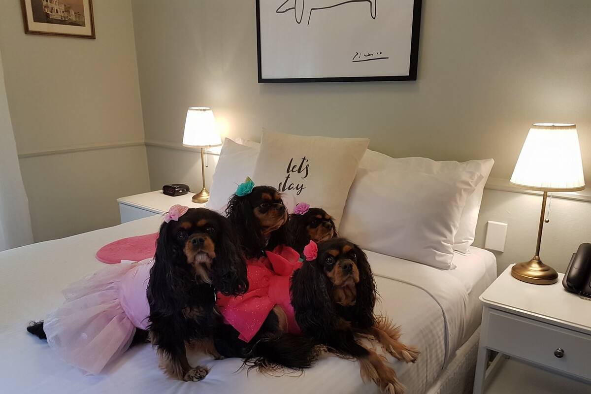 A bed with three dogs wearing pink and blue outfits. There are two bedside tables with lamps and a framed picture on the wall.
