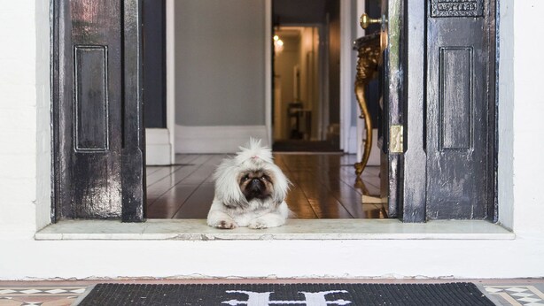 Un perro de pie en la entrada de un edificio, con una puerta que lleva la etiqueta '14'.