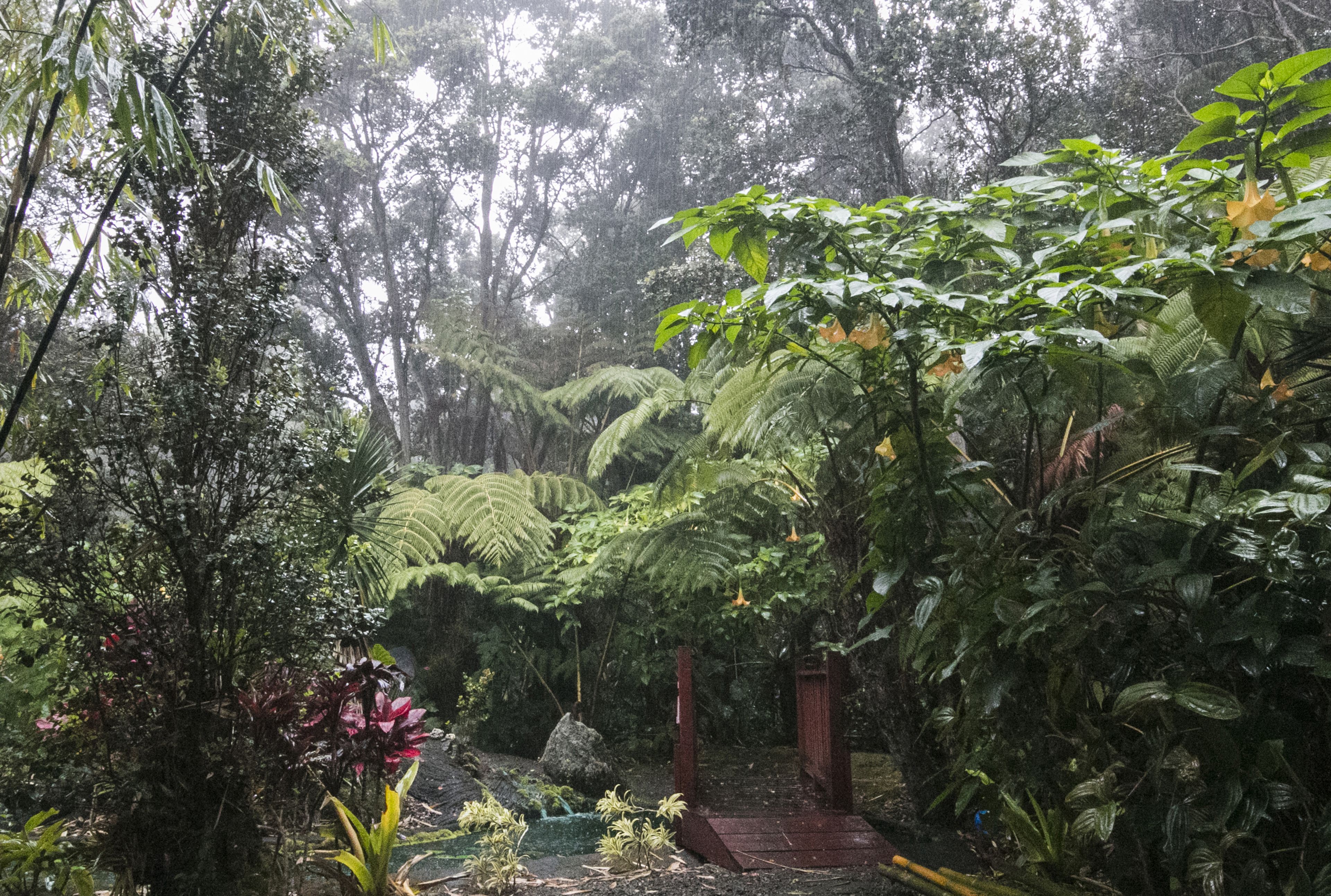A lush garden with dense foliage, a wooden bridge, and a small pond.