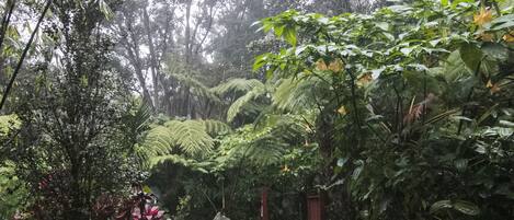 A lush garden with dense foliage, a wooden bridge, and a small pond.