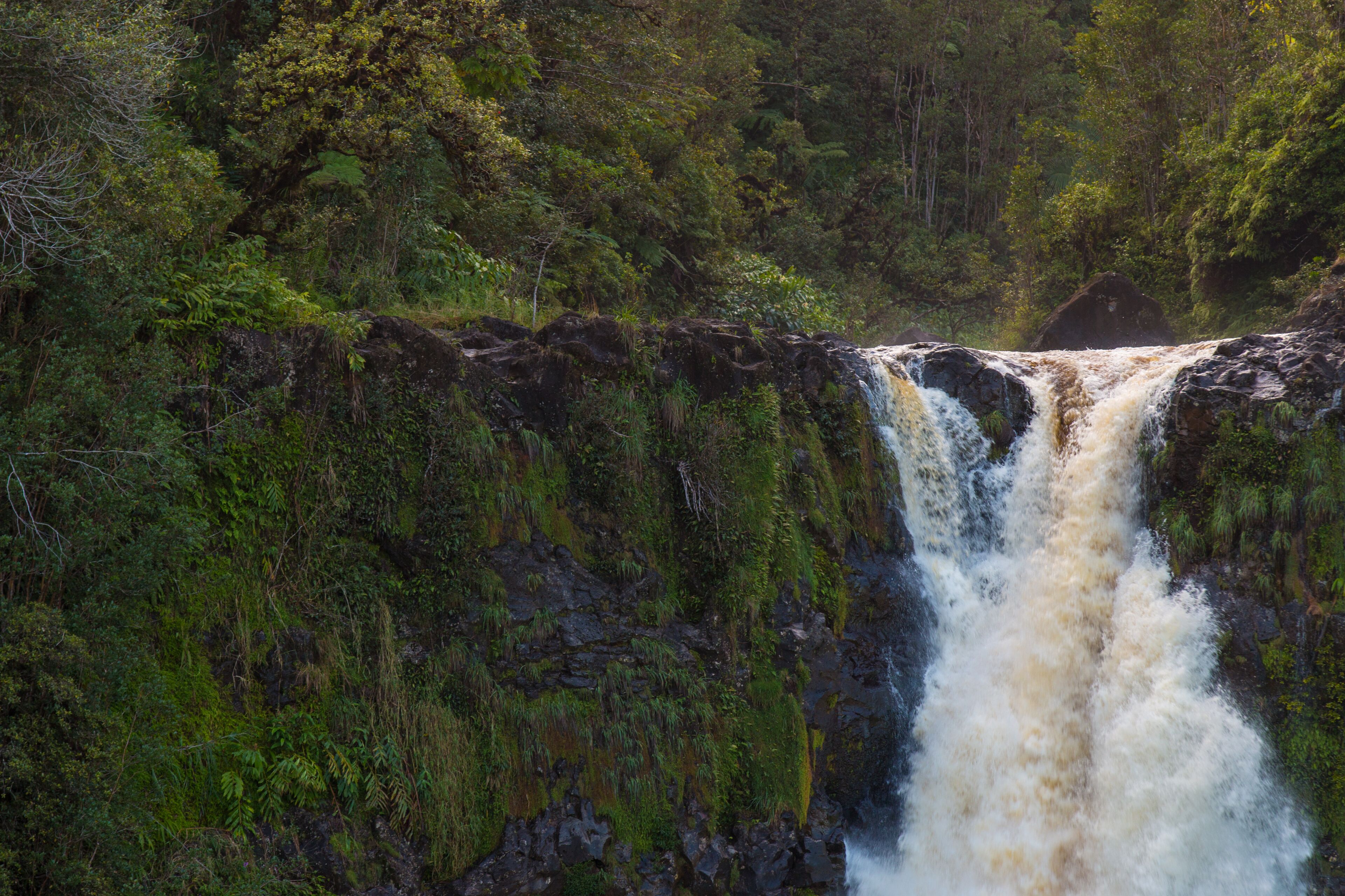 Une cascade entourée d’une végétation luxuriante.