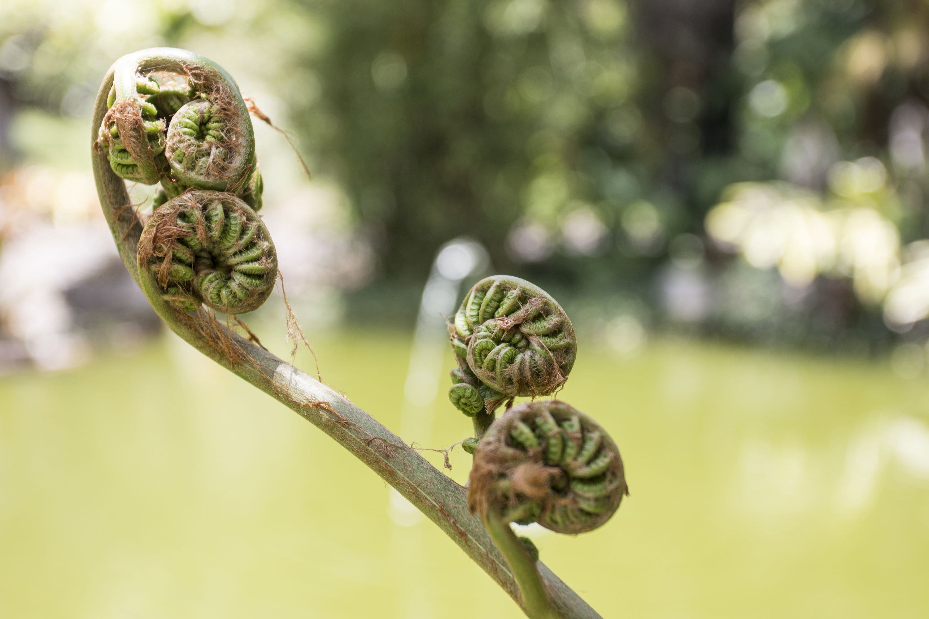 A close-up of a plant branch with several green, spiral-shaped buds.