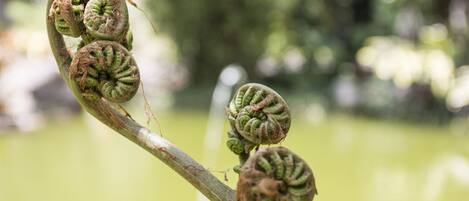 A close-up of a plant branch with several green, spiral-shaped buds.