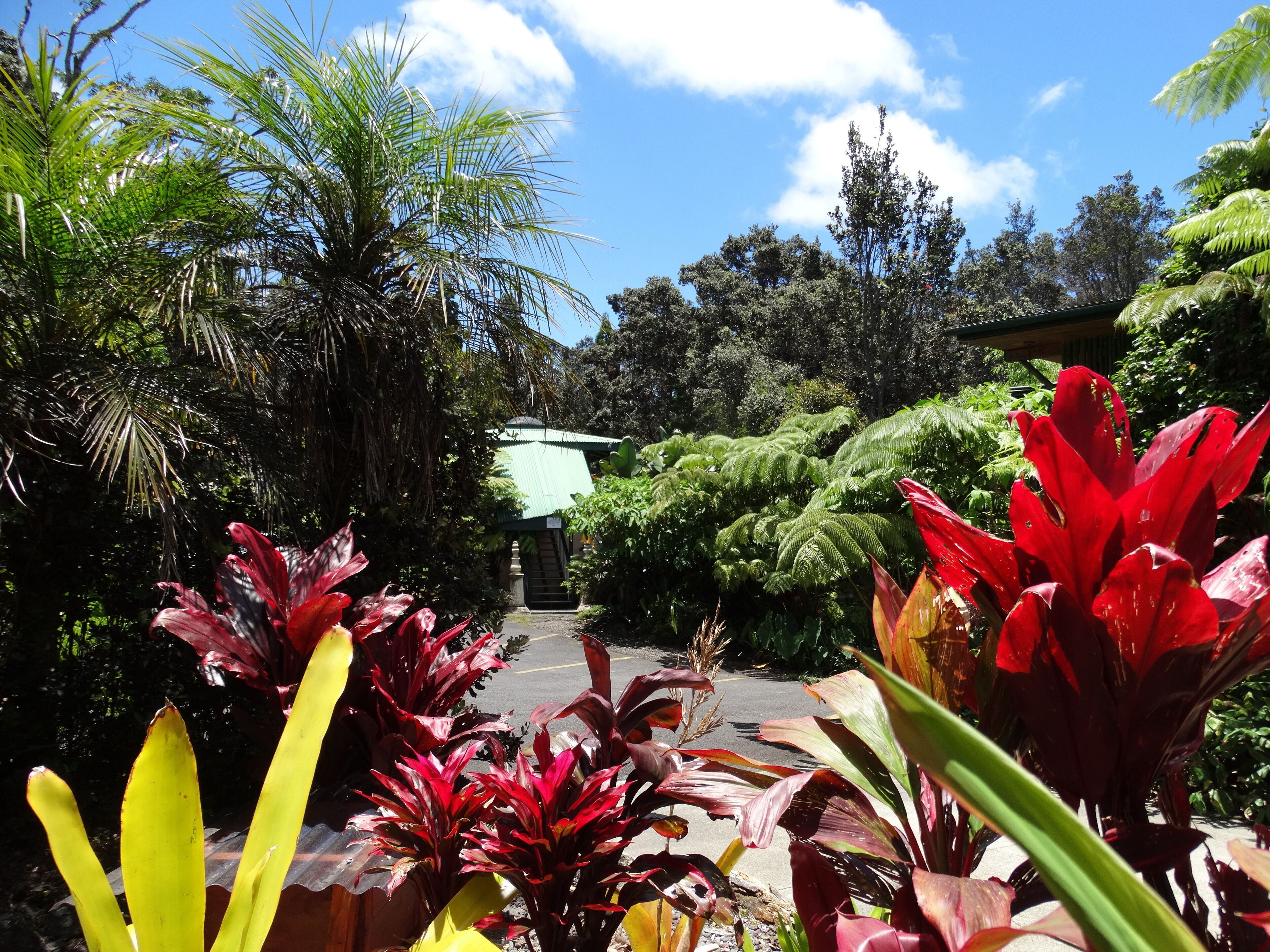A pathway leading to a building surrounded by lush tropical vegetation.