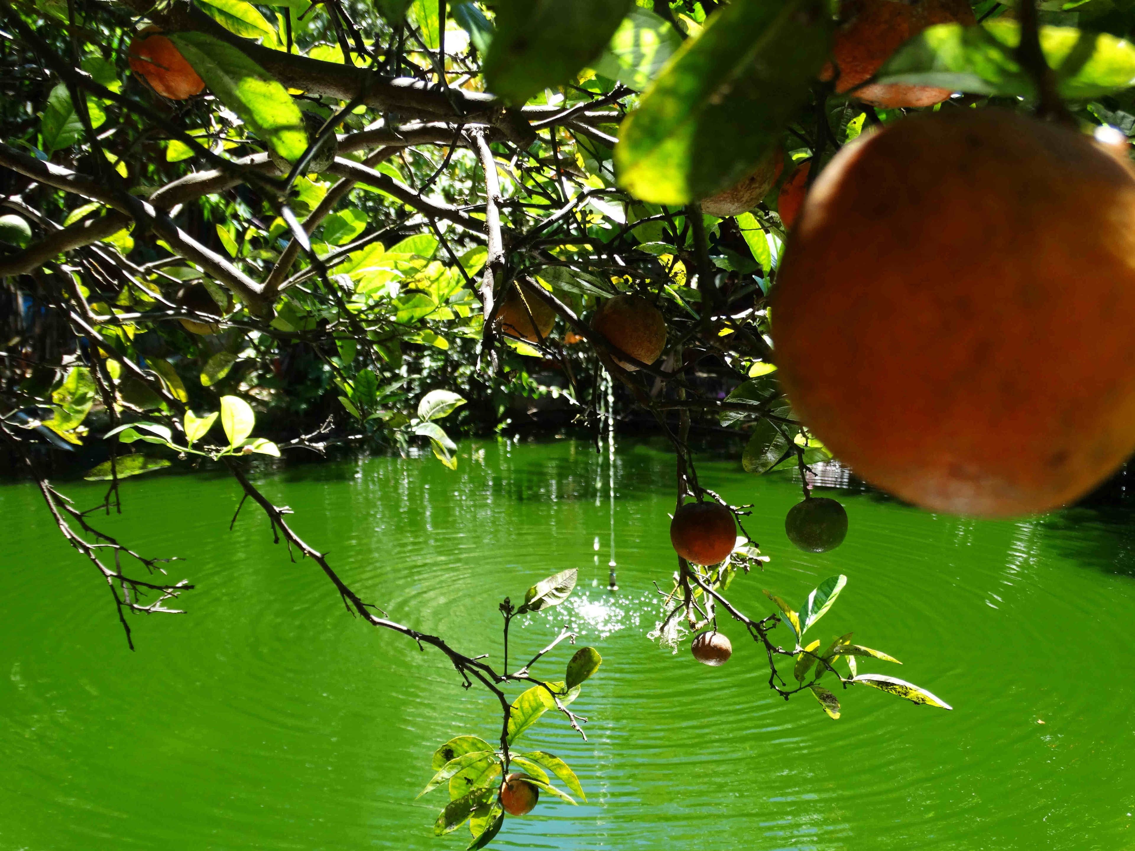 A tree with fruit hanging over a green body of water.