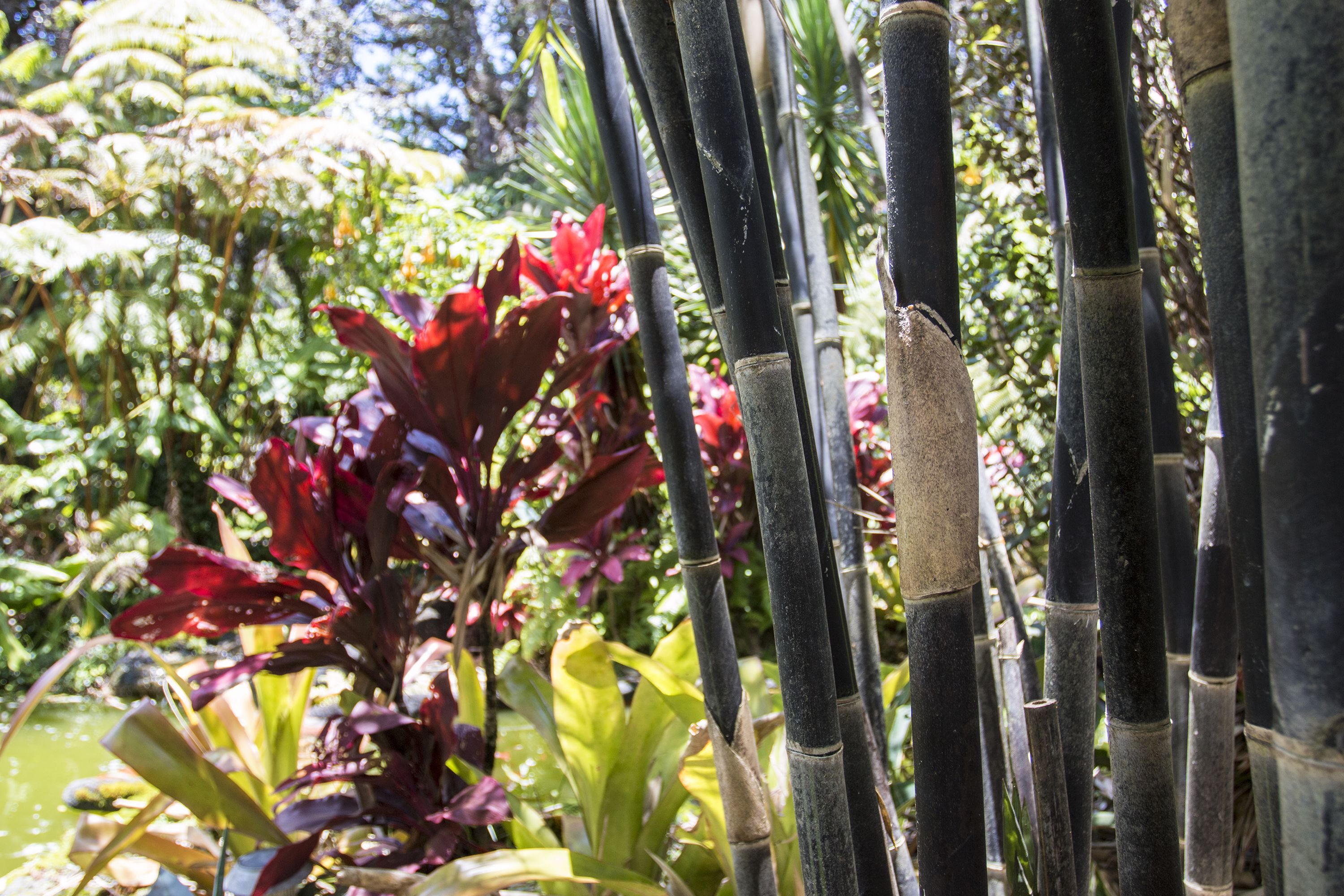 Des tiges de bambou dans un jardin.