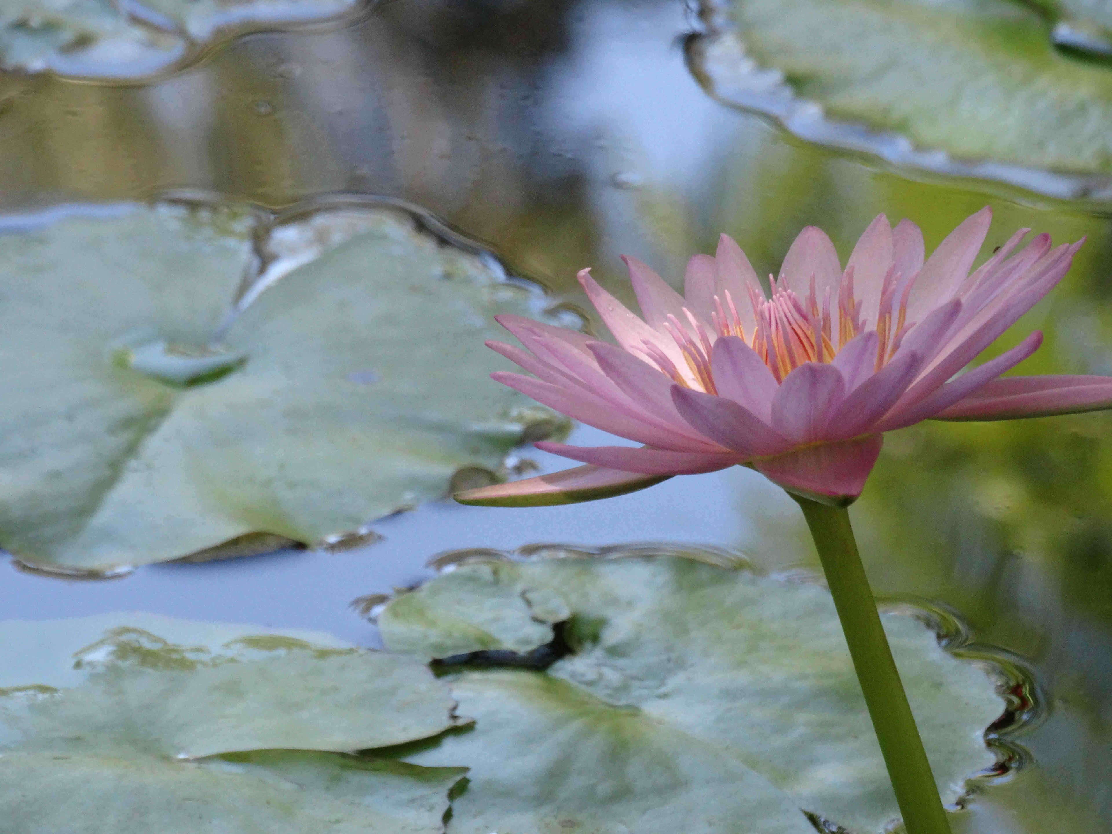 Une seule nénuphar rose dans un étang parsemé de feuilles de nénuphar.