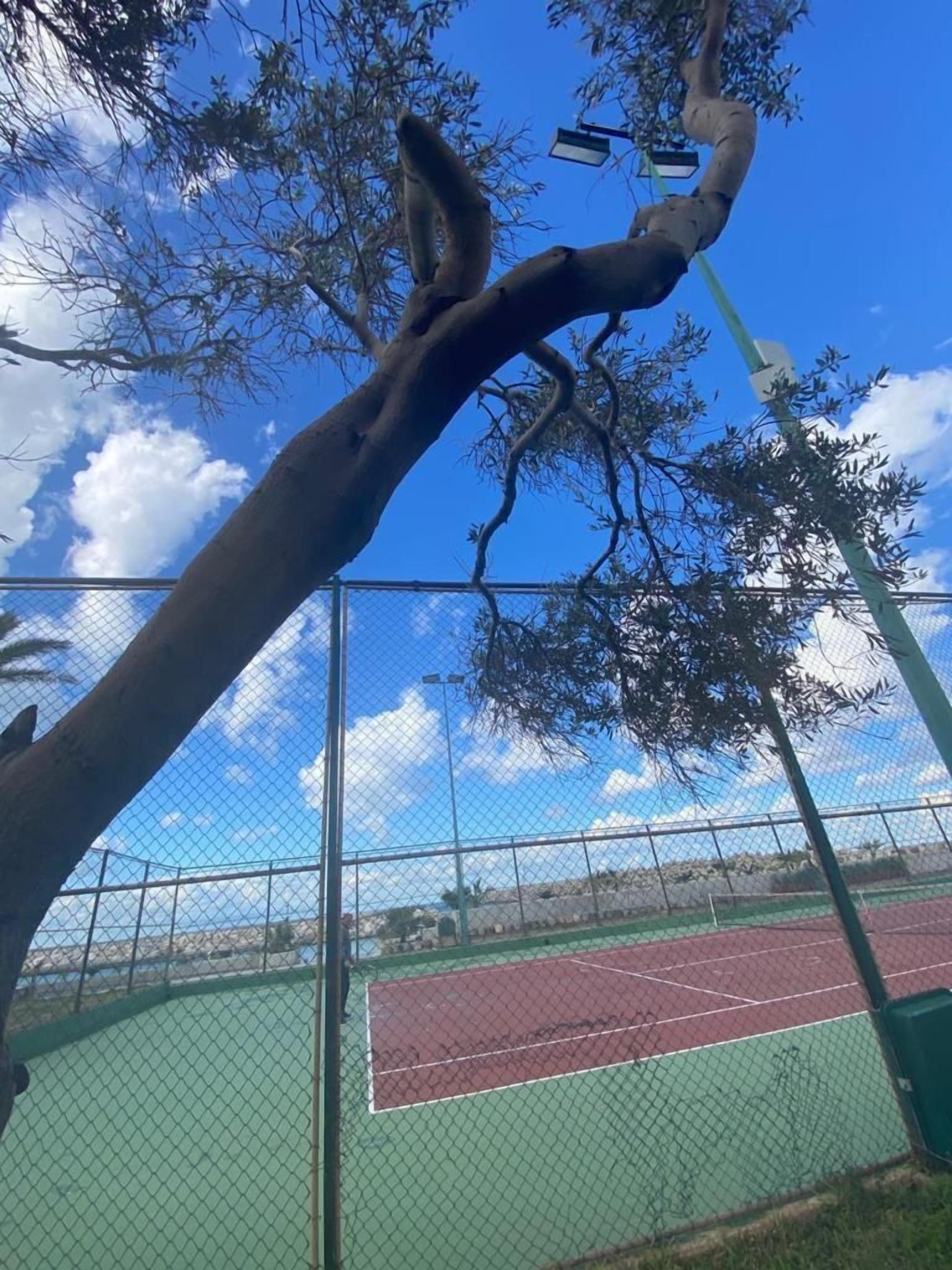 A tennis court with a chain-link fence, a tree in the foreground, and a clear sky.