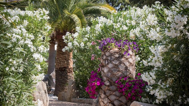 A pathway flanked by large rocks and palm trees, leading to a stone pillar with white and purple flowers. - Golfe Hôtel (Porto-Vecchio)