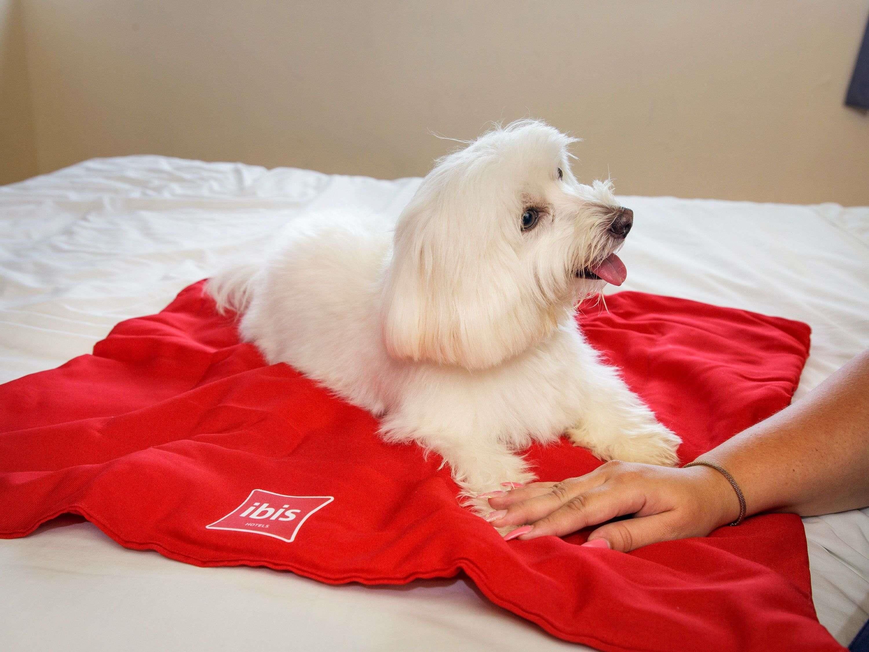 A white dog on a bed with a red blanket, a person's hand, and a logo on the blanket.