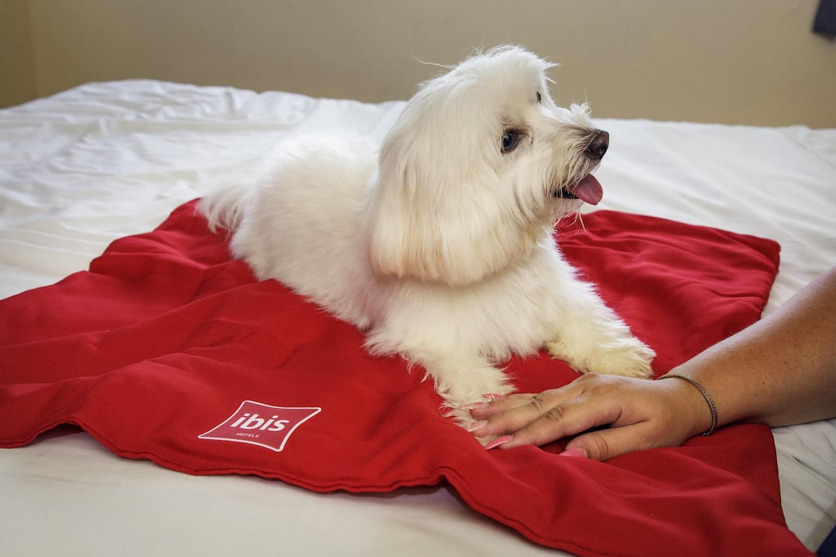 Standaard kamer, 1 tweepersoonsbed | Een kluis op de kamer, een bureau, gratis wifi, beddengoed