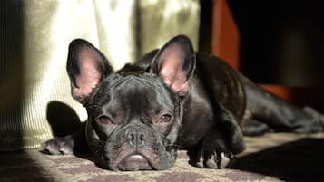 A small black dog lying on a patterned carpet.