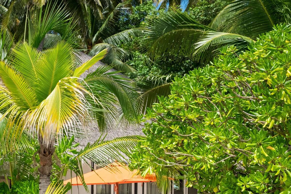 A tropical resort with palm trees, a white building, and two orange lounge chairs.