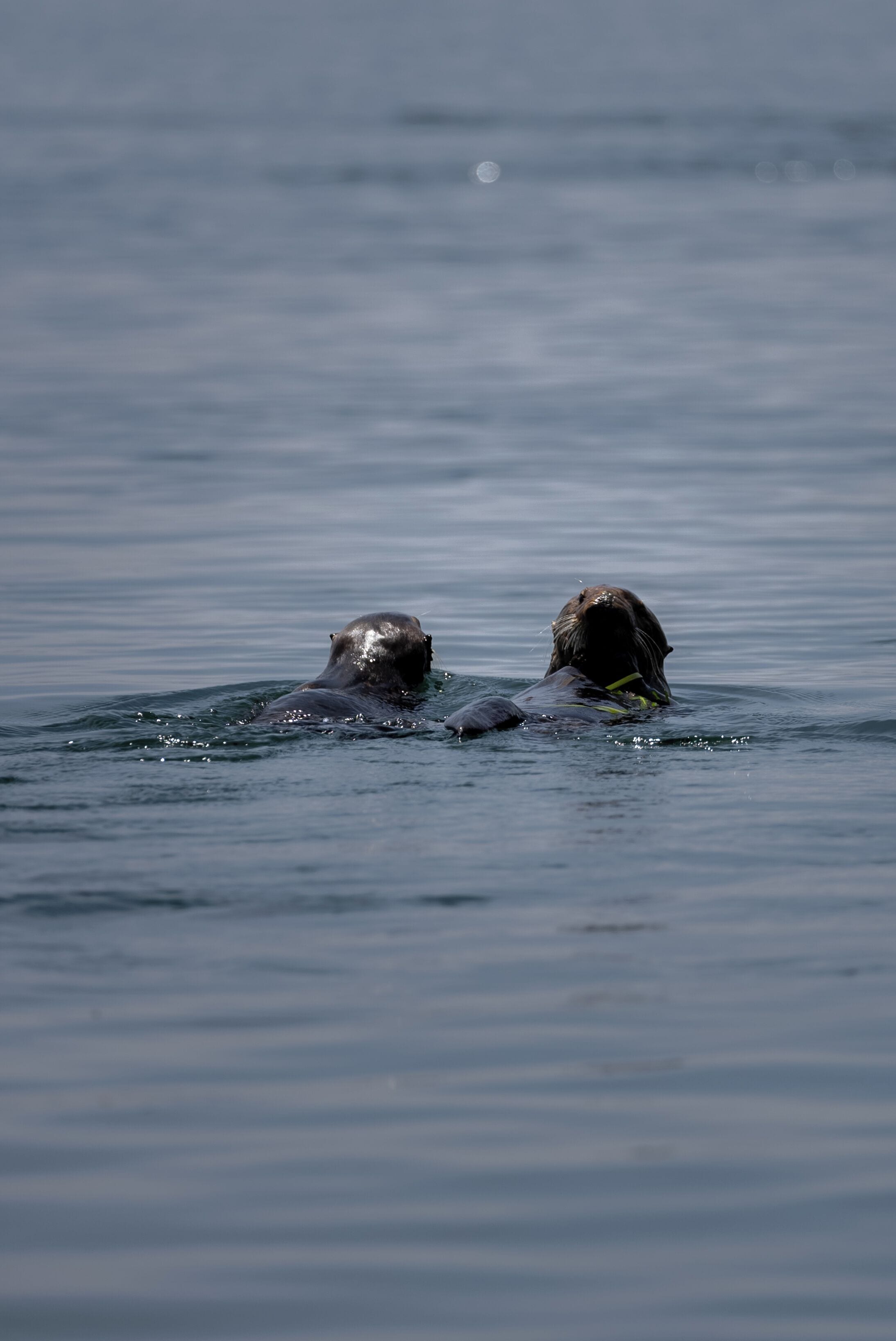 Twee zeehonden zwemmen in stil water.