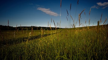 Un campo con pasto alto y un cielo azul despejado.