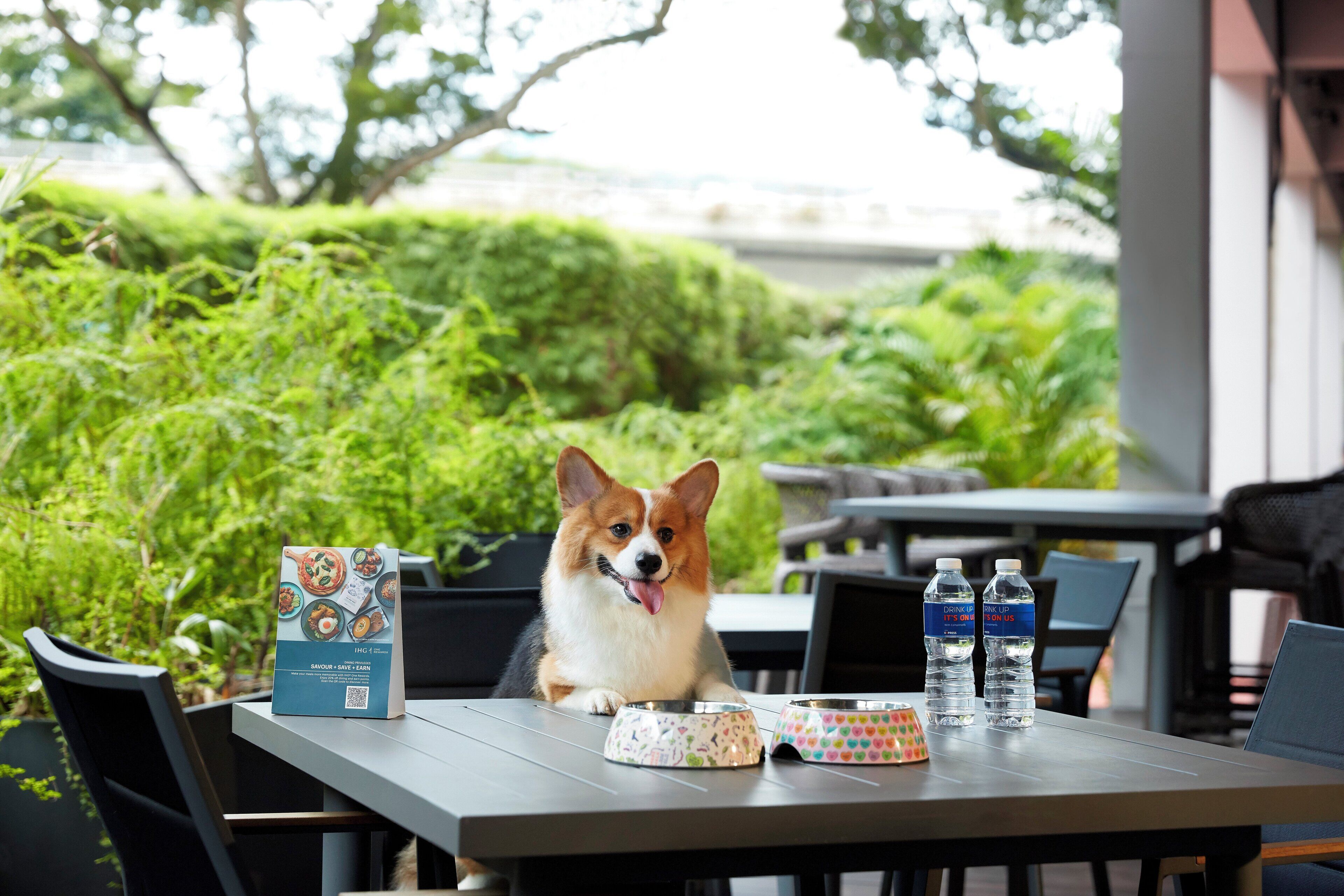 Un perro sentado en una mesa al aire libre, con botellas de agua y un plato de comida.