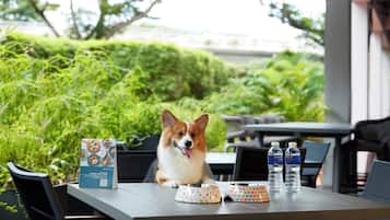 Un perro sentado en una mesa al aire libre, con botellas de agua y un plato de comida.