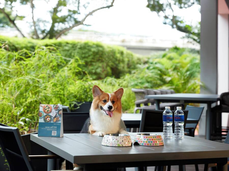 Un perro sentado en una mesa al aire libre, con botellas de agua y un plato de comida.