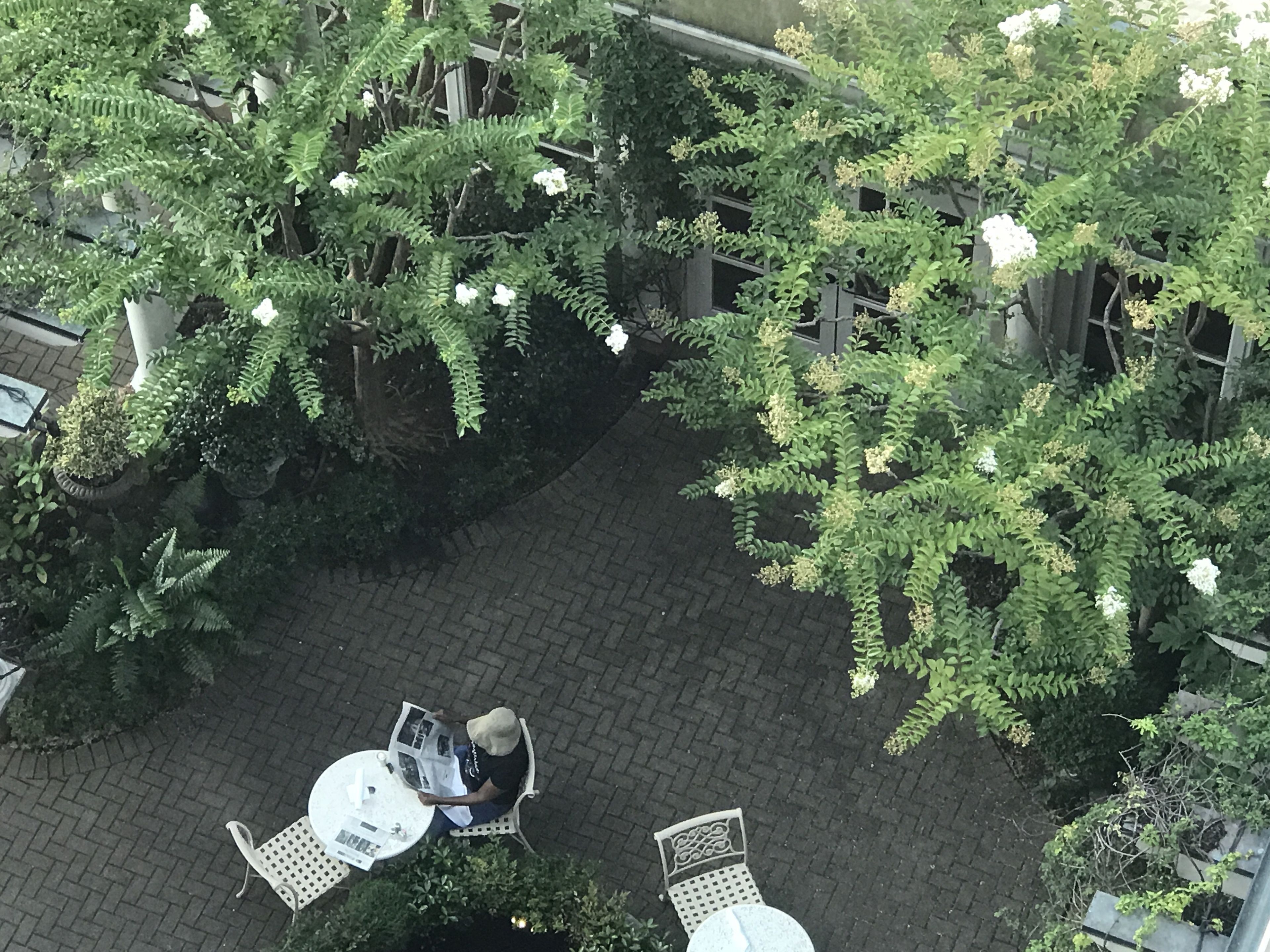 An outdoor patio area with brick flooring, surrounded by lush green plants and white flowering shrubs.