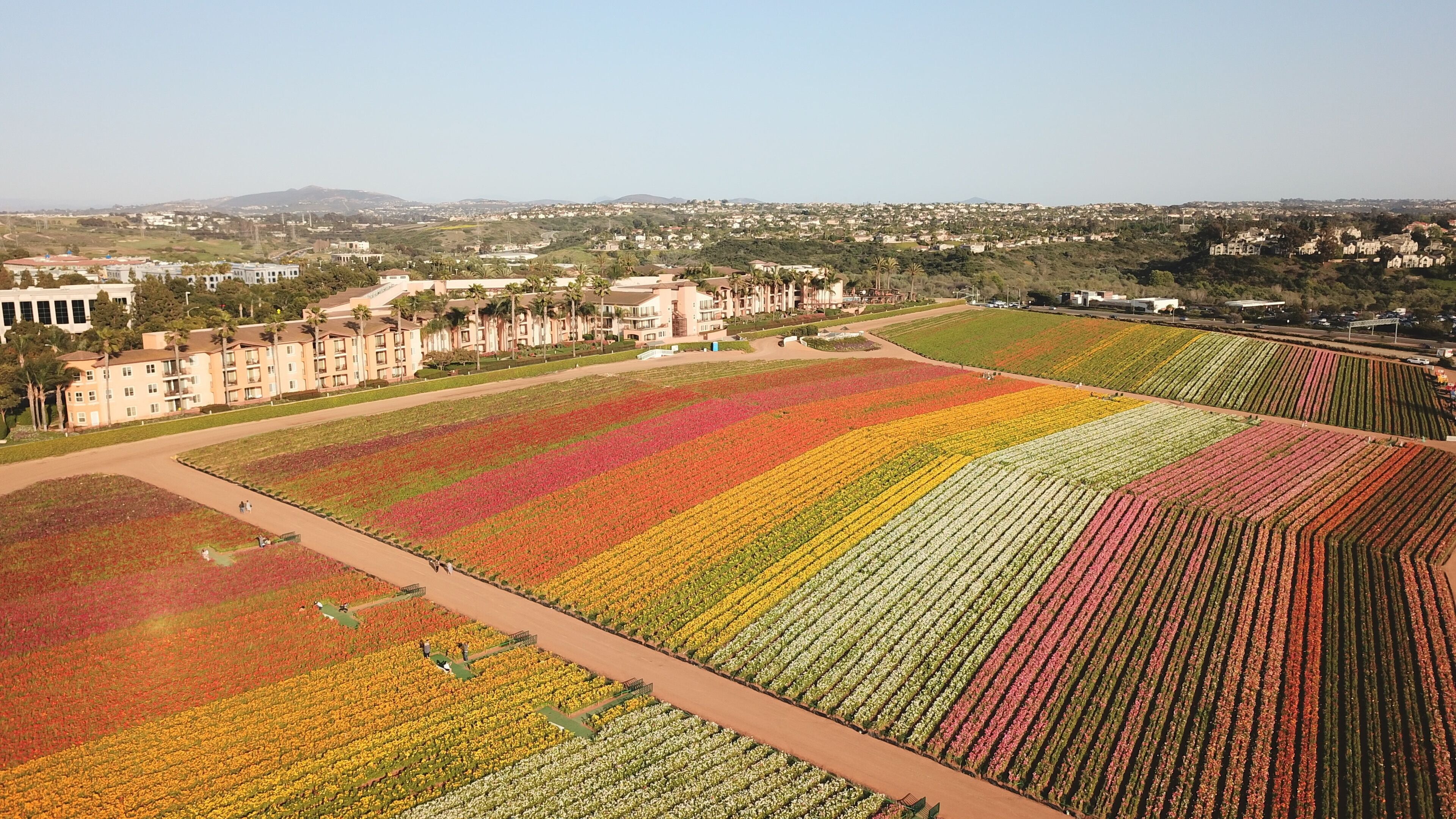 A large, organized flower garden with distinct color sections, surrounded by buildings and a clear sky.