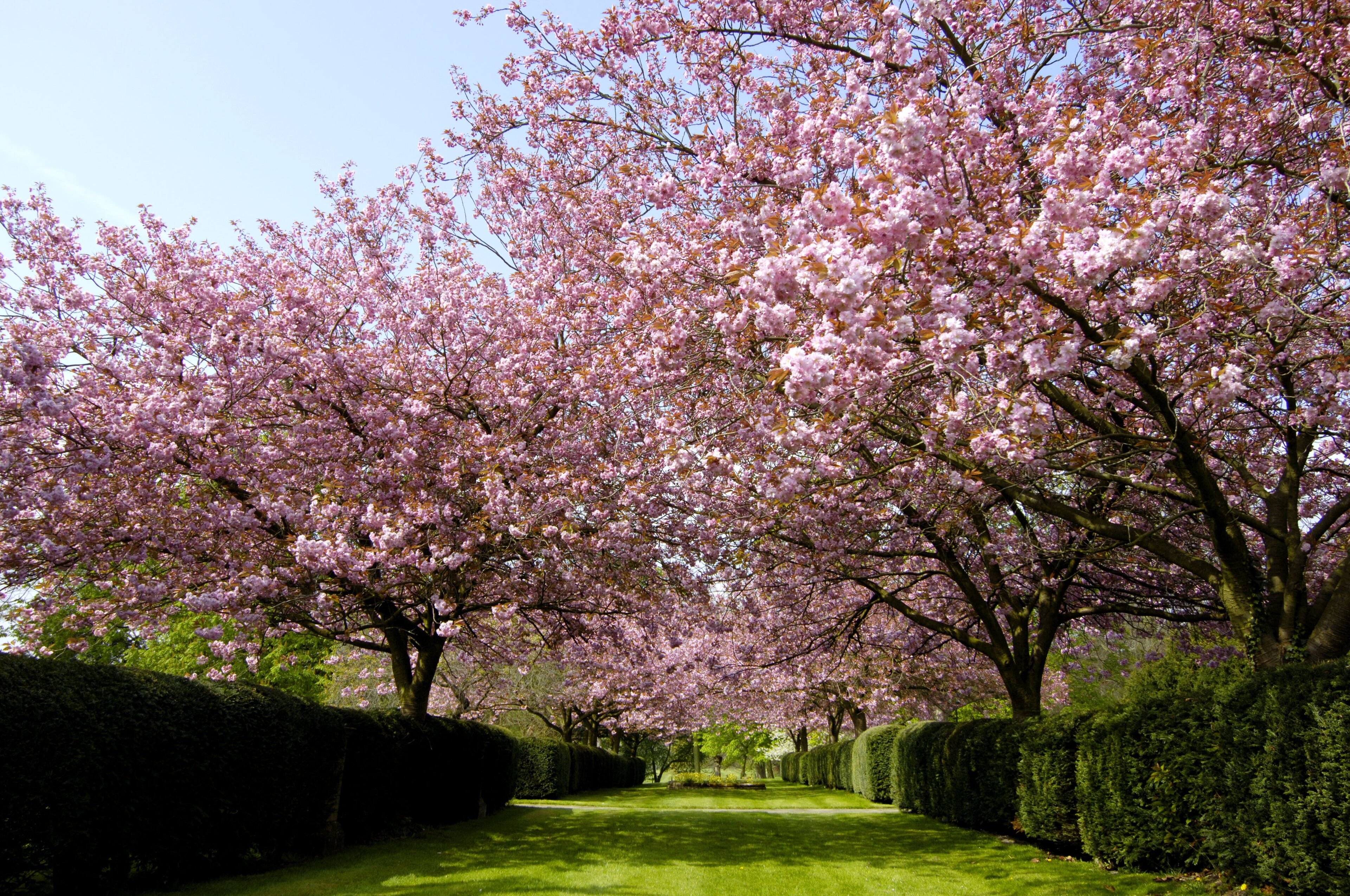 Un sentiero fiancheggiato da alberi di ciliegio in fiore.