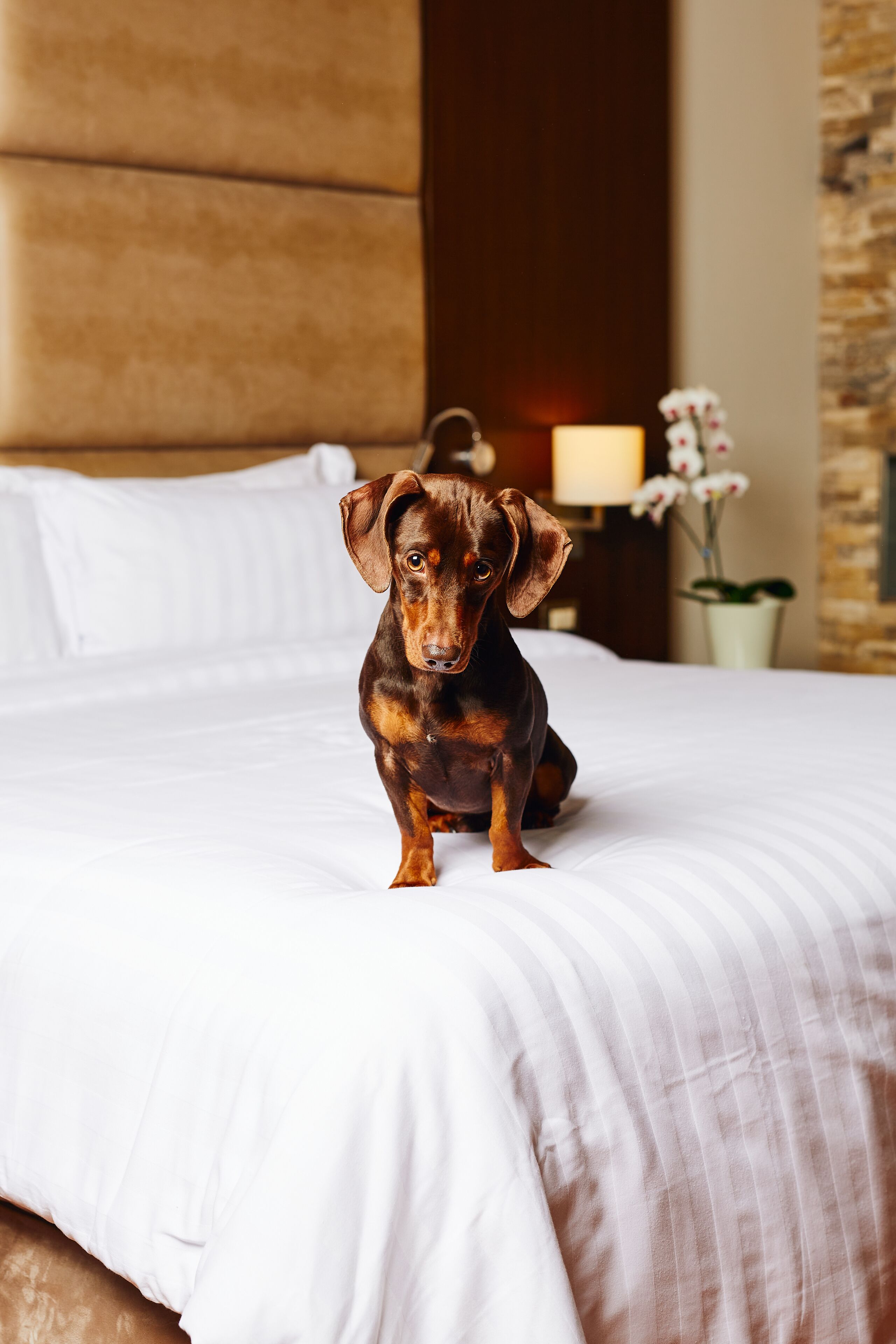 Un perro marrón pequeño sentado sobre una cama con ropa de cama blanca.