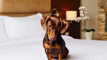 Un perro marrón pequeño sentado sobre una cama con ropa de cama blanca.