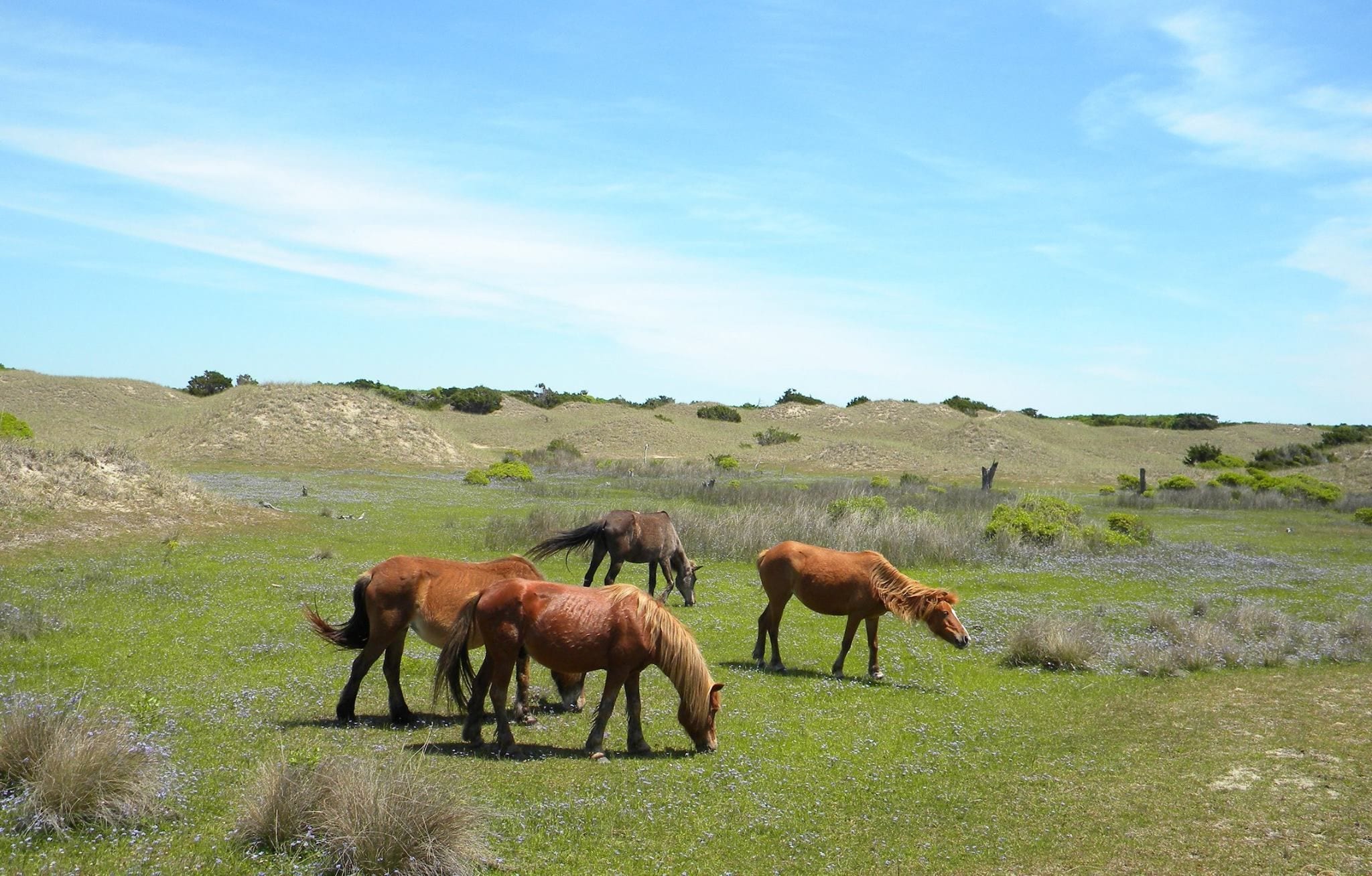 Un grupo de caballos pastando en un campo cubierto de hierba con colinas ondulantes al fondo.