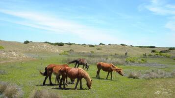 A group of horses grazing in a grassy field with rolling hills in the background.