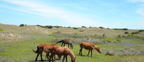 A group of horses grazing in a grassy field with rolling hills in the background.