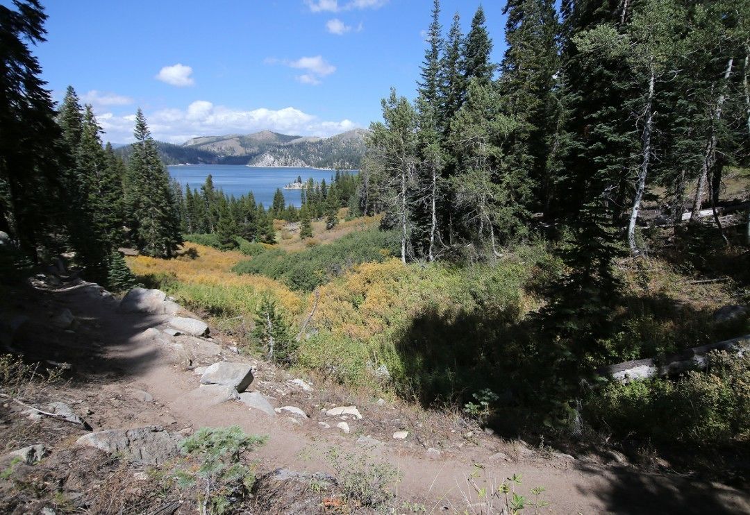 A forested area with a clear view of a lake and mountains in the distance.
