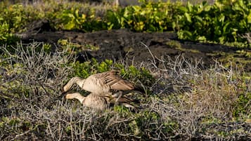 Deux oies dans un environnement naturel, avec une végétation clairsemée et un arrière-plan rocheux.