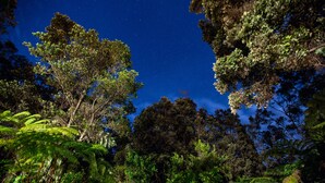 A dense forest canopy with a starry night sky. - Lokahi Lodge (Volcano)