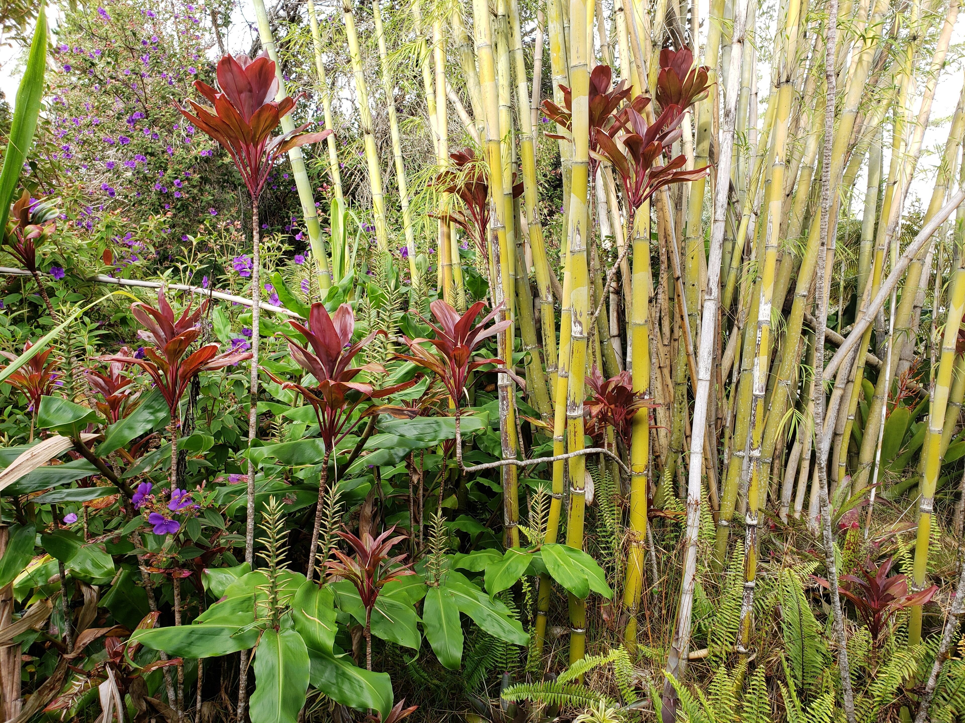 standard room, 1 queen bed, garden view (lokahi lodge) | view from room