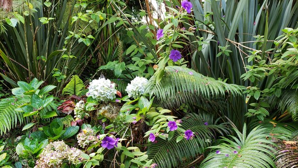 A dense garden with various plants and ferns, including purple flowers and white blooms. - Lokahi Lodge (Volcano)