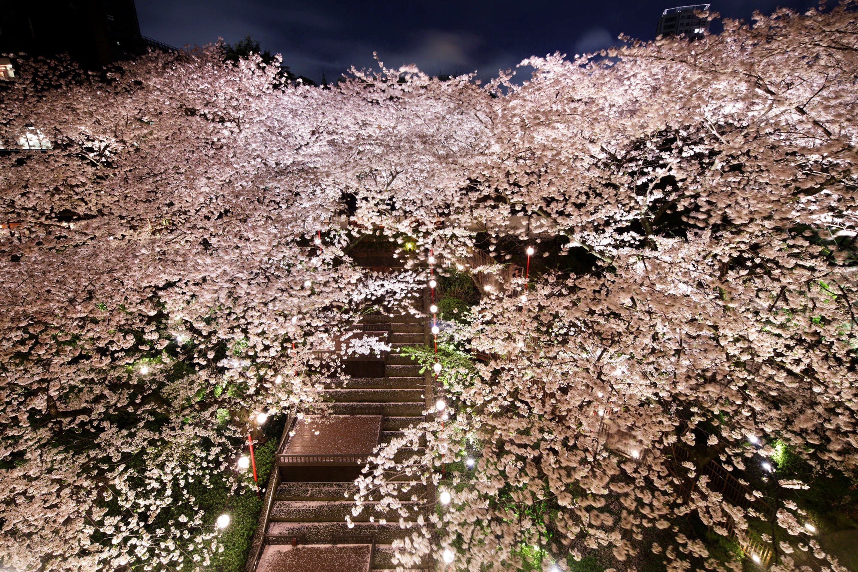 A staircase surrounded by cherry blossoms at night.