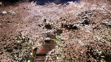 A staircase surrounded by cherry blossoms at night.