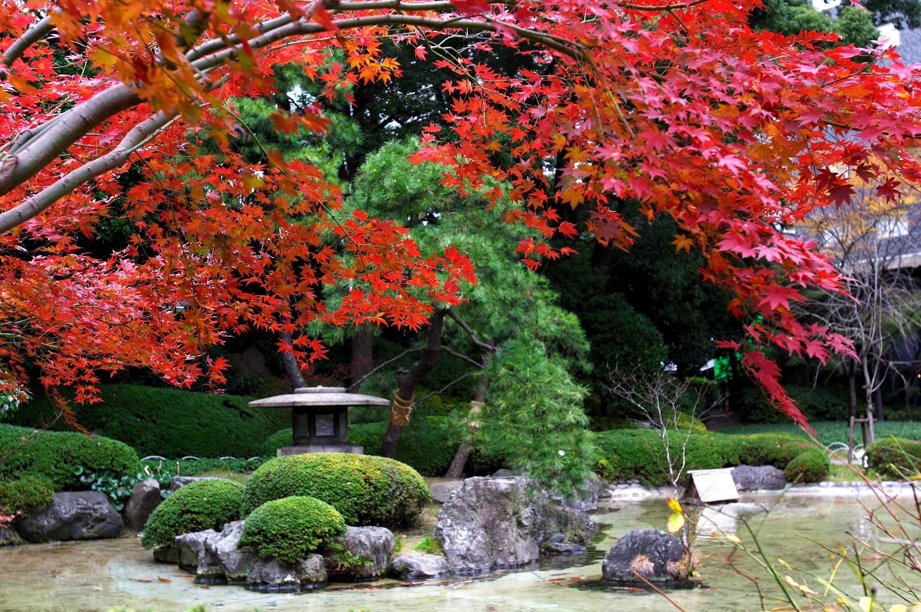 Ein traditioneller japanischer Garten mit Teich für Karpfen, einem Steinlaternen und roten Ahornbäumen.