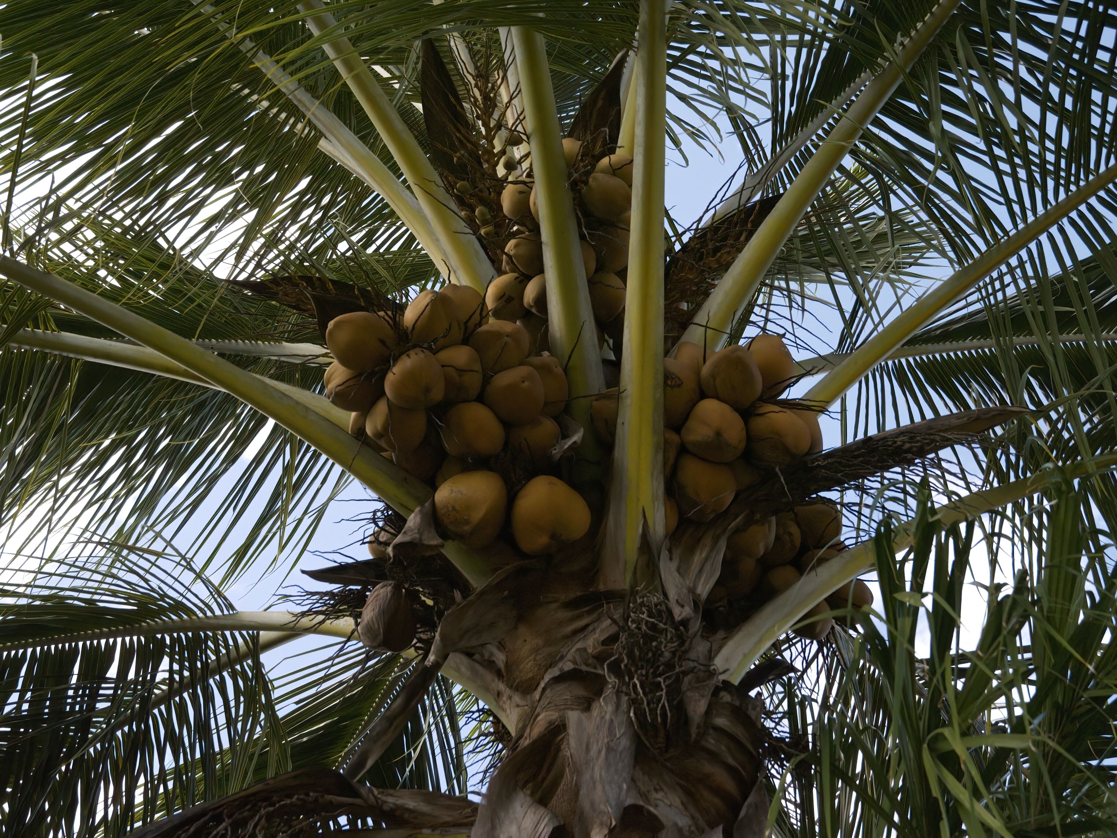 Photo - Hotel Tropiq