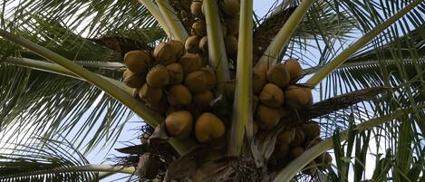 A palm tree with clusters of coconuts.