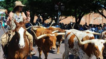 Una persona montando a caballo, guiando un grupo de ganado con cuernos largos.