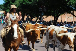 Una persona montando a caballo, guiando un grupo de ganado con cuernos largos.