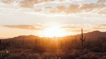 Paisaje desértico con un cactus destacado y una cerca.