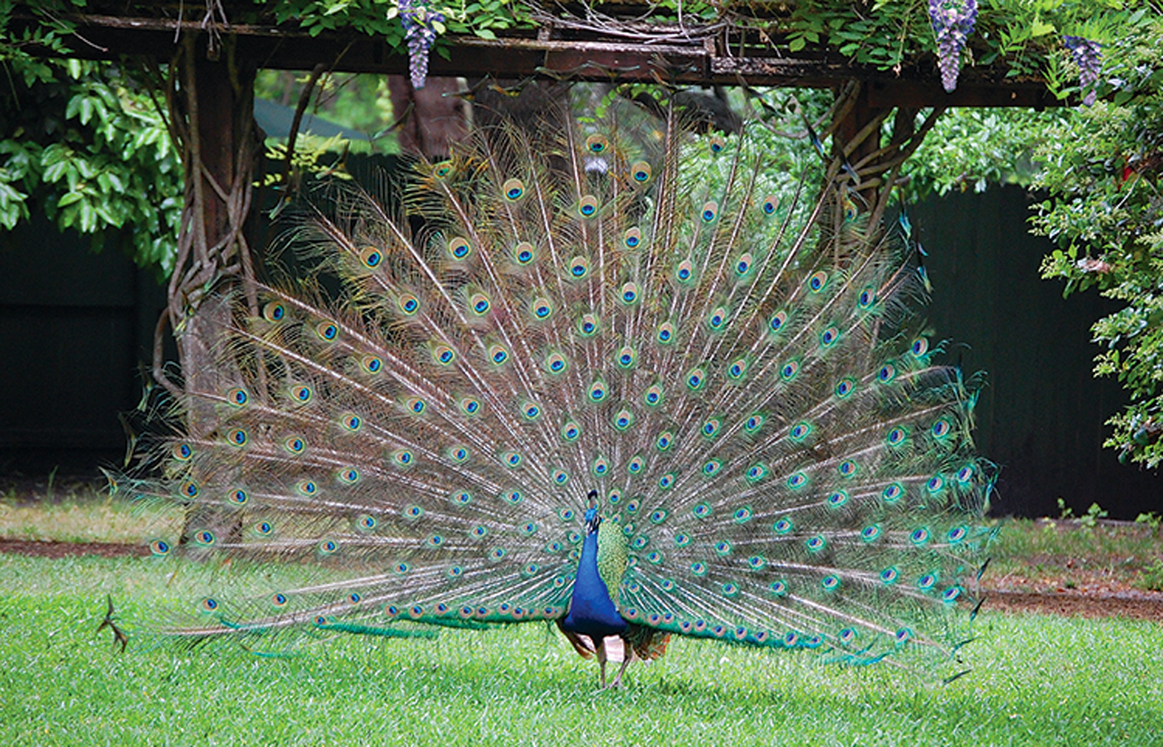 Photo - Holiday Inn - St Augustine - World Golf by IHG