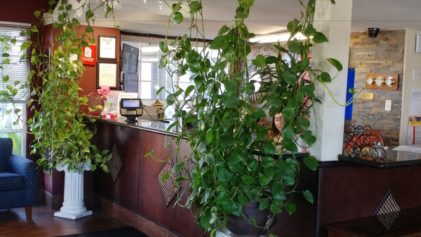 Zona de recepción con mostrador de madera, un terminal de tarjetas y varias plantas en macetas.