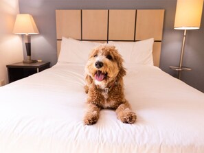 Pet-friendly