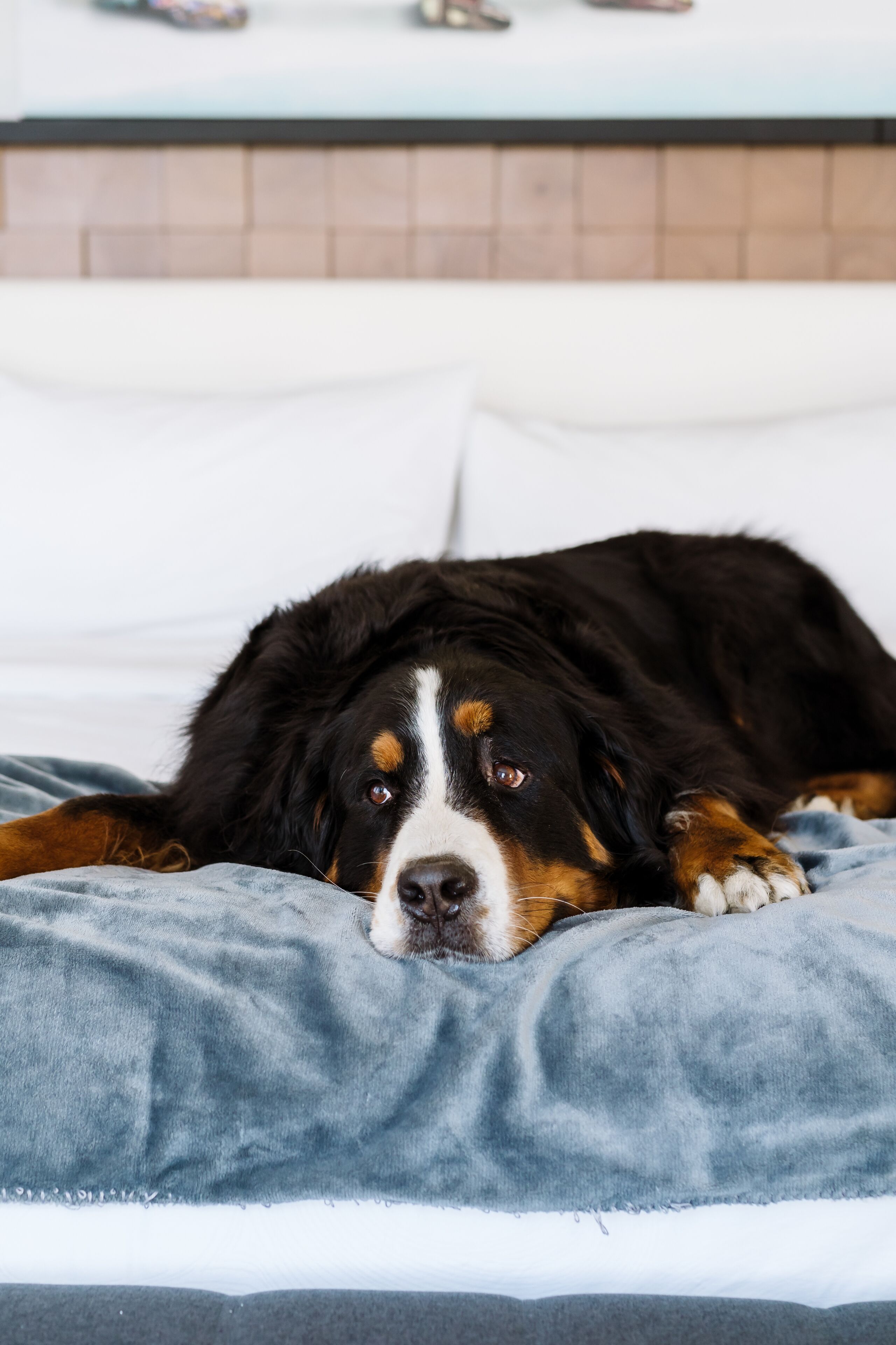 A dog lying on a bed with a white headboard and a grey blanket.
