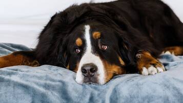 A dog lying on a bed with a white headboard and a grey blanket.