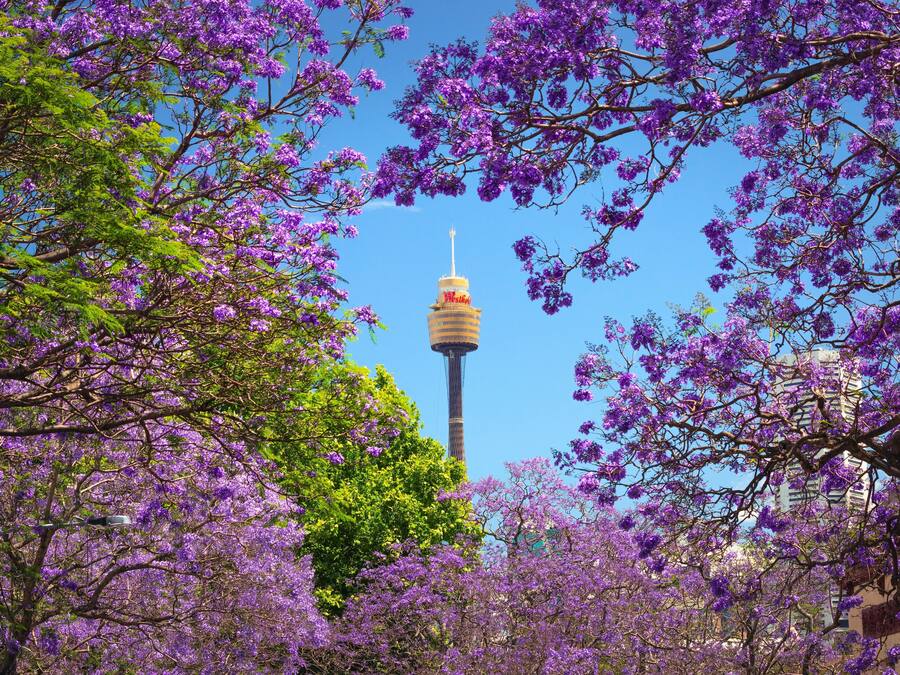 Ein Turm mit einer kugelförmigen Aussichtsplattform, umgeben von blühenden, violetten Bäumen.